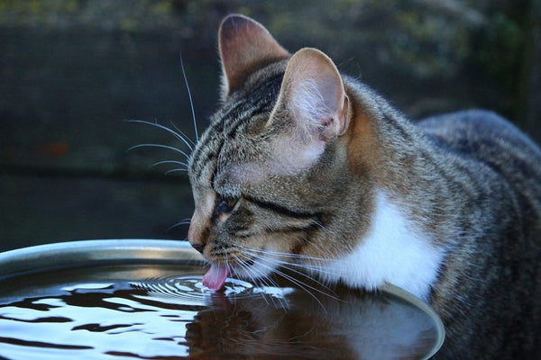 猫は水をあまり飲まなくても大丈夫？