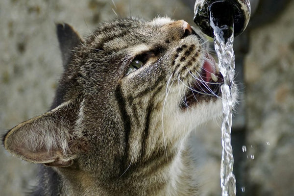 ペットにあげる水は水道水で大丈夫？軟水、硬水とは？